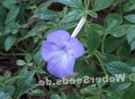 Fil Magiska Blomma, Mutter Orkidé ampelväxter (Achimenes), ljusblå