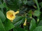 zdjęcie Pokojowe Kwiaty Achimenes ampelnye , żółty