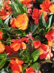 Photo des fleurs en pot Patience Plantes, Le Sapin Baumier, Joyau Mauvaises Herbes, Lizzie Occupé herbeux (Impatiens), orange