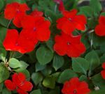 Foto Maja lilled Kannatlikkust Taim, Palsam, Jewel Weed, Hõivatud Lizzie rohttaim (Impatiens), punane