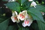 снимка Интериорни цветове Търпение Растение, Балсам, Бижу С Плевелите, Зает Лизи тревисто (Impatiens), бял