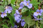 Photo des fleurs en pot Patience Plantes, Le Sapin Baumier, Joyau Mauvaises Herbes, Lizzie Occupé herbeux (Impatiens), bleu ciel