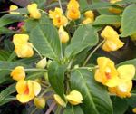 Photo des fleurs en pot Patience Plantes, Le Sapin Baumier, Joyau Mauvaises Herbes, Lizzie Occupé herbeux (Impatiens), jaune