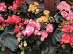 Photo des fleurs en pot Bégonia herbeux (Begonia), rose