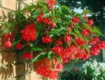 Photo des fleurs en pot Bégonia herbeux (Begonia), rouge