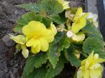 Photo des fleurs en pot Bégonia herbeux (Begonia), jaune