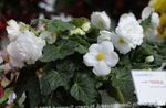 fotografie Pokojové květiny Begónie bylinné (Begonia), bílá