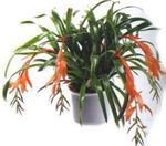 Photo House Flowers Billbergia herbaceous plant , pink