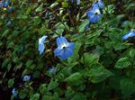 foto I fiori domestici Browallia erbacee , azzurro