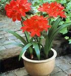 Bilde Huset Blomster Vallota urteaktig plante (Vallota (Cyrtanthus)), rød
