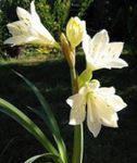 fotografija Sobne cvetje Vallota travnate (Vallota (Cyrtanthus)), bela