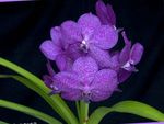 Photo House Flowers Vanda herbaceous plant , lilac