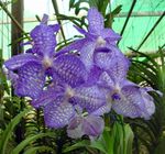 Photo House Flowers Vanda herbaceous plant , light blue
