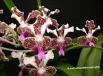 Photo House Flowers Vanda herbaceous plant , claret