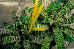 фотографија Затворене Цветови Вриесеа травната (Vriesea), жут