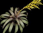 фотографија Затворене Цветови Вриесеа травната (Vriesea), жут
