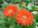 Photo des fleurs en pot Daisy Transvaal herbeux (Gerbera), orange