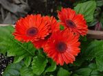 Фото Домашние Цветы Гербера травянистые (Gerbera), красный