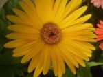 სურათი სახლი ყვავილები ტრანსვაალის Daisy ბალახოვანი მცენარე (Gerbera), ყვითელი