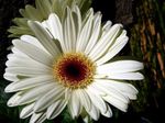სურათი სახლი ყვავილები ტრანსვაალის Daisy ბალახოვანი მცენარე (Gerbera), თეთრი