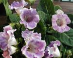 照 楼花 大岩桐（大岩桐） 草本植物 (Sinningia (Gloxinia)), 紫丁香