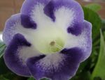 fotografie Kvetinové Kvety Sinningia (Gloxínia) trávovitý (Sinningia (Gloxinia)), modrá