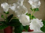 fotografija Sobne cvetje Sinningia (Gloxinia) travnate , bela