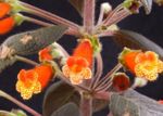 Foto Unutarnja Cvjetovi Stablo Gloksinija zeljasta biljka (Kohleria), narančasta