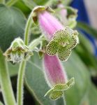 Bilde Huset Blomster Treet Gloxinia urteaktig plante (Kohleria), syrin