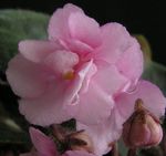 Photo des fleurs en pot Violette Africaine herbeux (Saintpaulia), rose