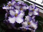Foto Māja Ziedi Āfrikas Violets zālaugu augs (Saintpaulia), balts