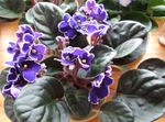 Foto Māja Ziedi Āfrikas Violets zālaugu augs (Saintpaulia), purpurs