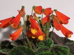Photo des fleurs en pot Smithiantha herbeux , rouge