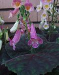 Foto Māja Ziedi Smithiantha zālaugu augs , ceriņi