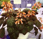 Photo des fleurs en pot Smithiantha herbeux , orange