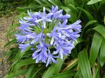 fotografie Kvetinové Kvety Africká Modrá Ľalia trávovitý (Agapanthus umbellatus), modrá