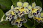 Fil Krukblommor Strep örtväxter (Streptocarpus), gul