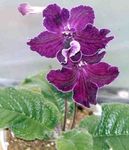 Photo House Flowers Strep herbaceous plant (Streptocarpus), purple