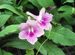 Photo House Flowers Strep herbaceous plant (Streptocarpus), lilac