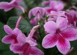 Photo House Flowers Strep herbaceous plant (Streptocarpus), pink