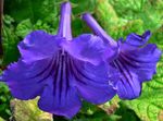 Photo House Flowers Strep herbaceous plant (Streptocarpus), dark blue