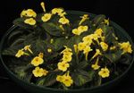 Bilde Huset Blomster Episcia urteaktig plante , gul