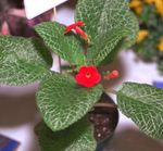φωτογραφία Εσωτερικά λουλούδια Episcia ποώδη , κόκκινος