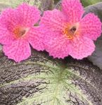foto I fiori domestici Episcia erbacee , rosa