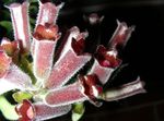 foto I fiori domestici Pianta Rossetto,  erbacee (Aeschynanthus), vinoso