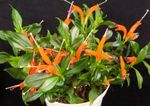 Foto Maja lilled Huulepulk Taim,  rohttaim (Aeschynanthus), oranž