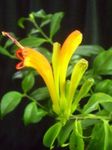 fotografija Sobne cvetje Šminka Rastlin,  travnate (Aeschynanthus), rumena
