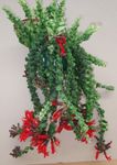 fotografija Sobne cvetje Šminka Rastlin,  travnate (Aeschynanthus), rdeča