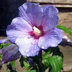 照 楼花 槿 灌木 (Hibiscus), 紫丁香