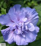 照 楼花 槿 灌木 (Hibiscus), 浅蓝